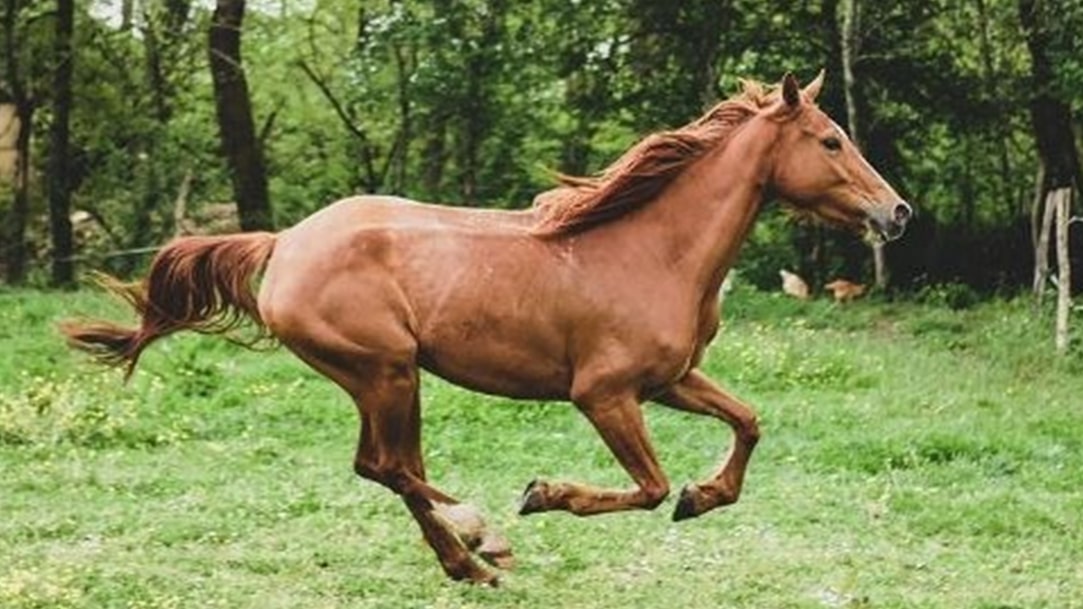 Herzlich willkommen bei der mobilen Tierheilpraxis Dülmen