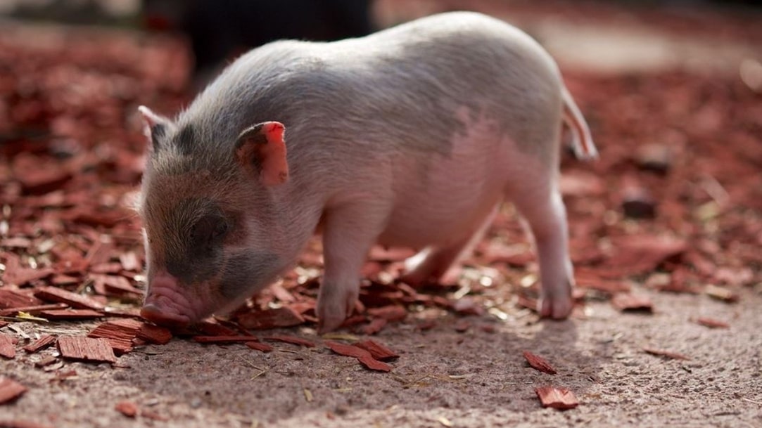 Herzlich willkommen bei der mobilen Tierheilpraxis Dülmen