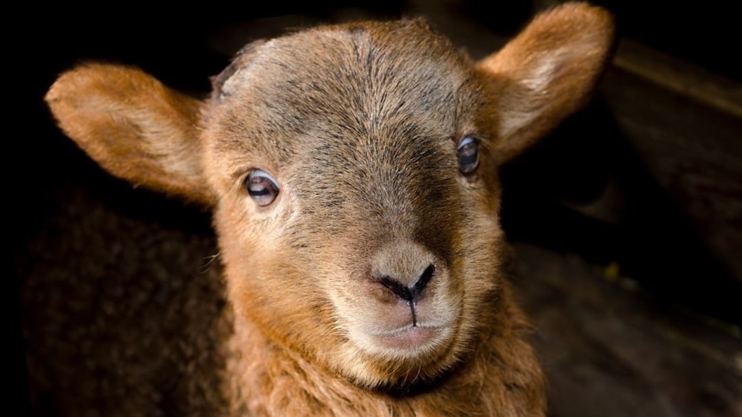 Herzlich willkommen bei der mobilen Tierheilpraxis Dülmen